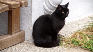 Unser Hauskater Unser Hauskater